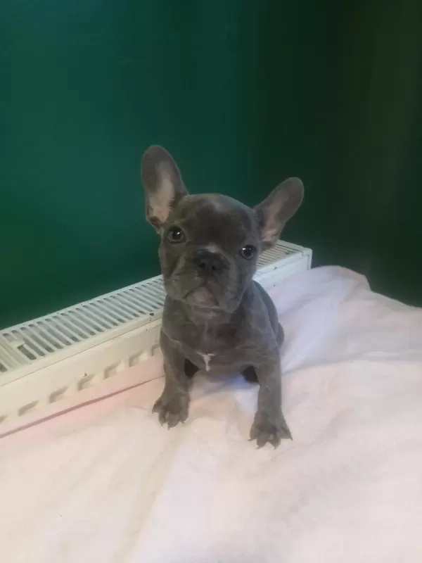 A Kalite Blue French Bulldog Yavrularımız