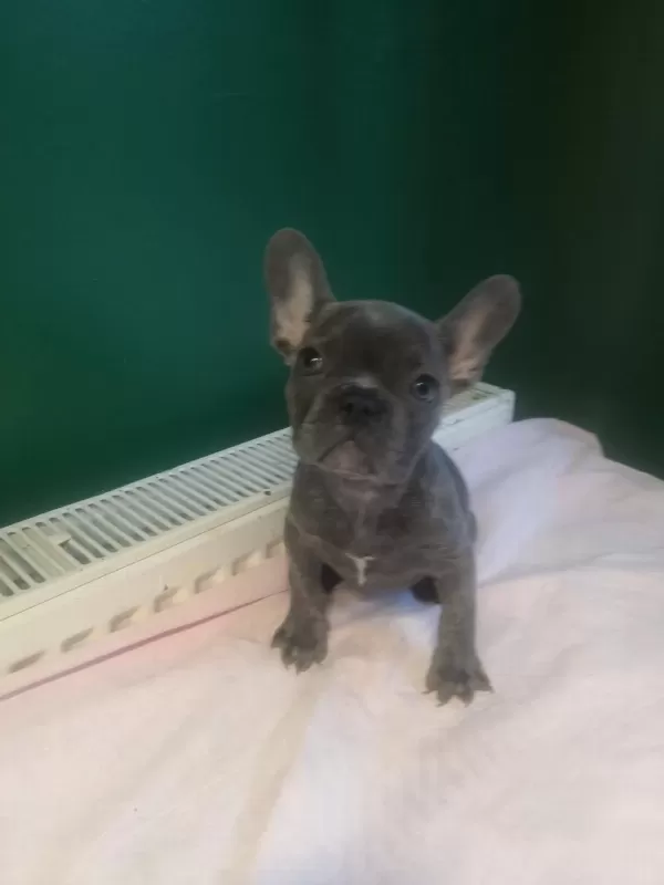 A Kalite Blue French Bulldog Yavrularımız