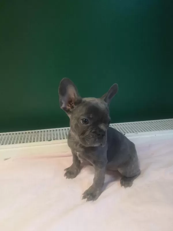 A Kalite Blue French Bulldog Yavrularımız