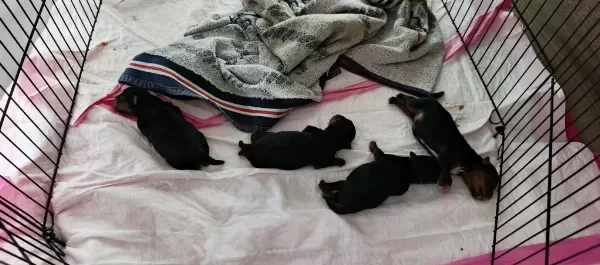 10 Temmuz Doğumlu Orjinal Yorkshire Terrier Yavruları