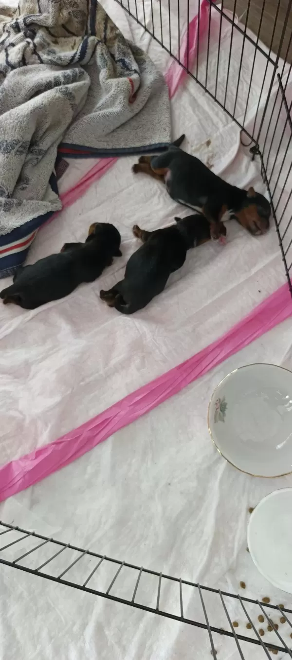 10 Temmuz Doğumlu Orjinal Yorkshire Terrier Yavruları