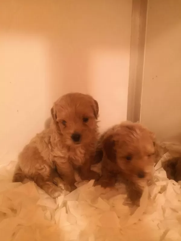 A Kalite Maltipoo Yavrularımız