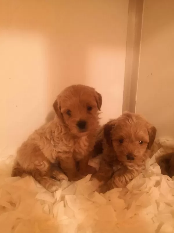 A Kalite Maltipoo Yavrularımız