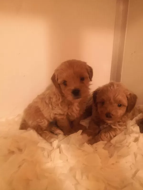 A Kalite Maltipoo Yavrularımız