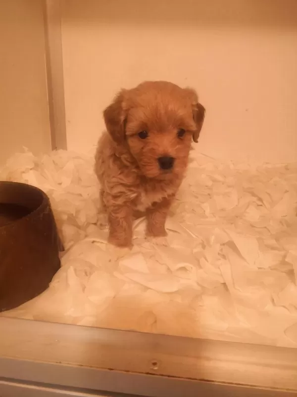 A Kalite Maltipoo Yavrularımız