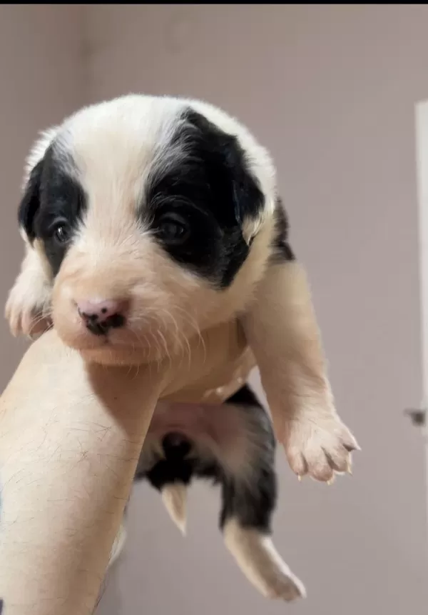 Border Collie Yavruları