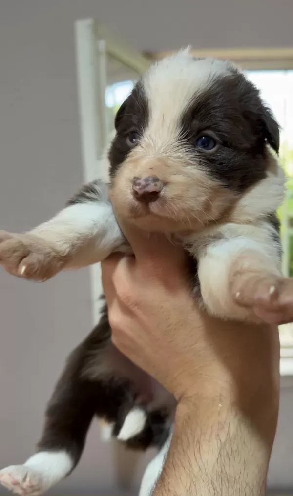 Border Collie Yavruları