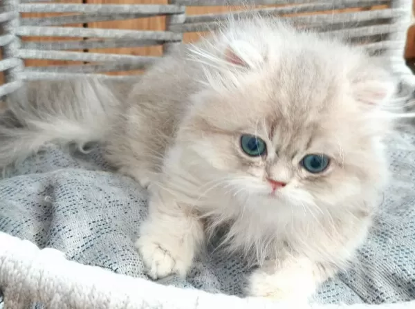British Longhair Safkan