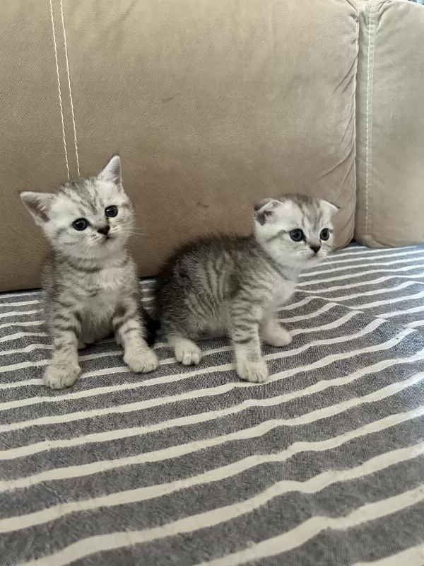 Scottish Fold Erkek Kedimiz