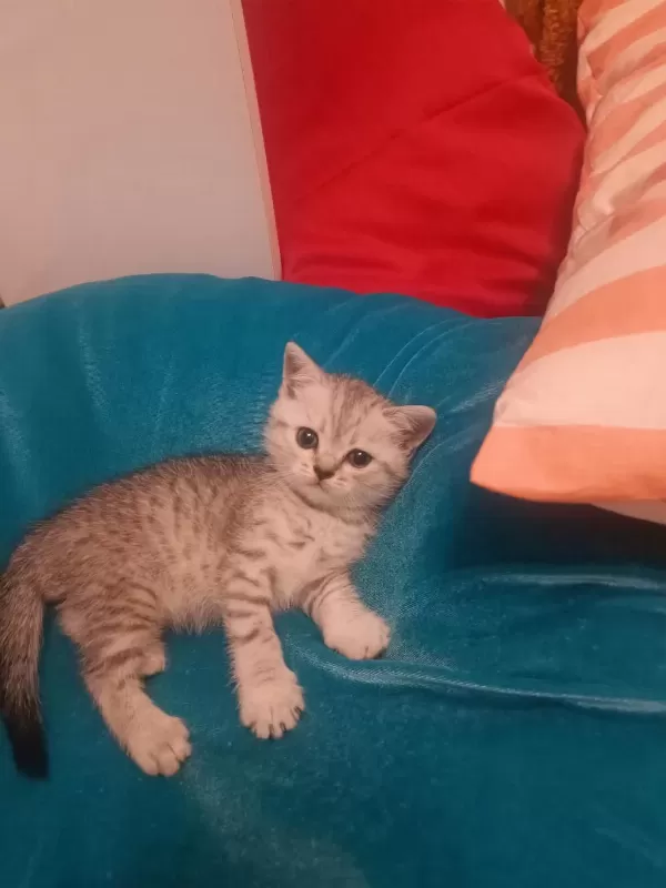 Scottish Fold Erkek Kedimiz
