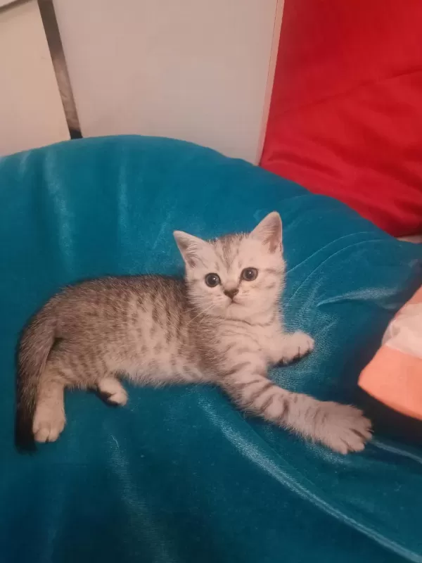 Scottish Fold Erkek Kedimiz