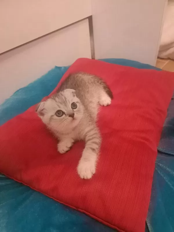 Scottish Fold Erkek Kedimiz