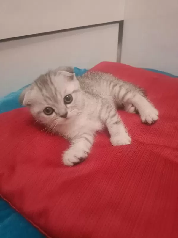 Scottish Fold Erkek Kedimiz