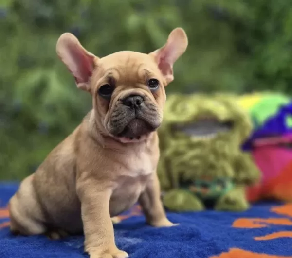 French Bulldog Köpeği