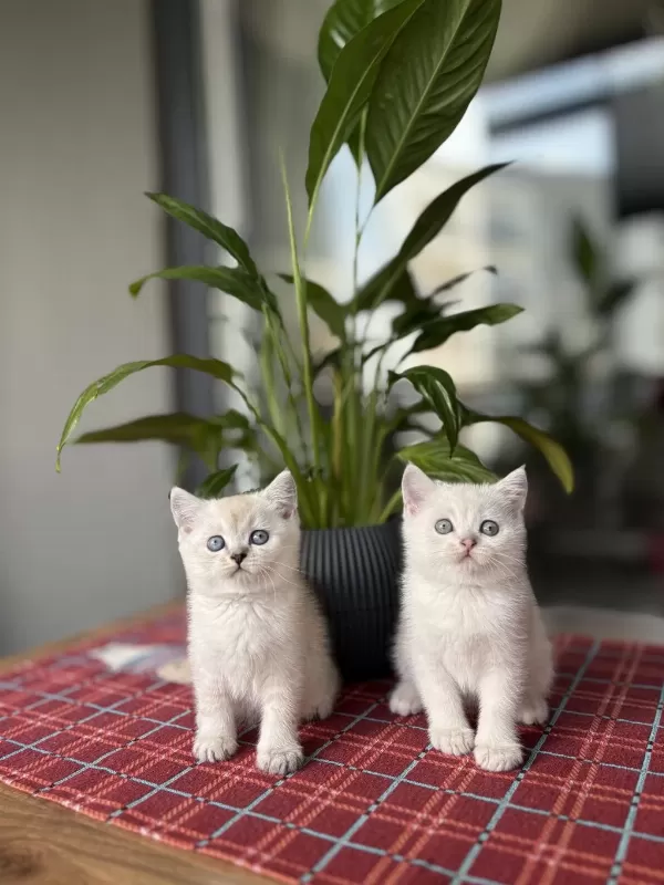 British Shorthair Silver Point Yavrularim