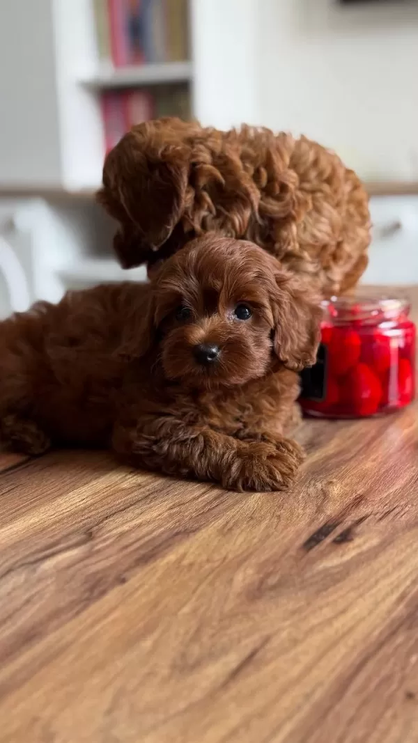 Teacup Kore Poodle Aşili Wc Eğitimli Safkan