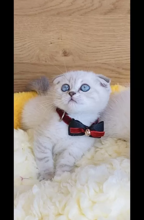 Maviş Lynxpoınt Scotısh Fold Bebeğim