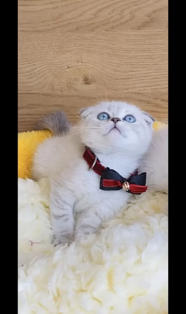 Maviş Lynxpoınt Scotısh Fold Bebeğim