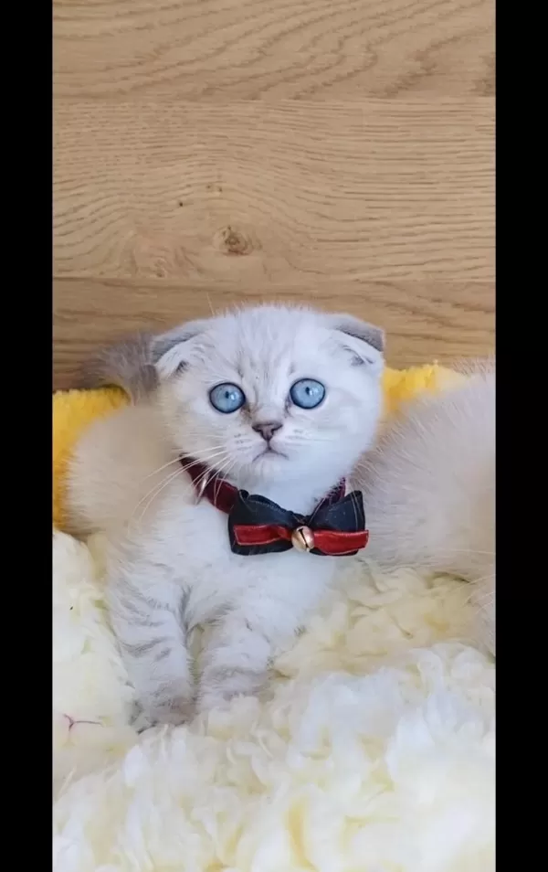 Maviş Lynxpoınt Scotısh Fold Bebeğim