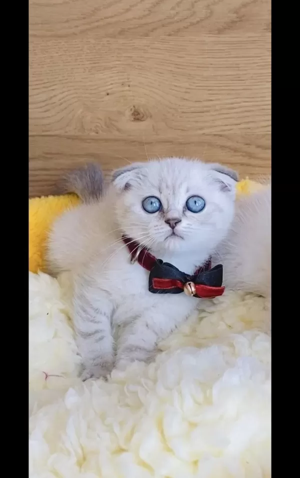 Maviş Lynxpoınt Scotısh Fold Bebeğim