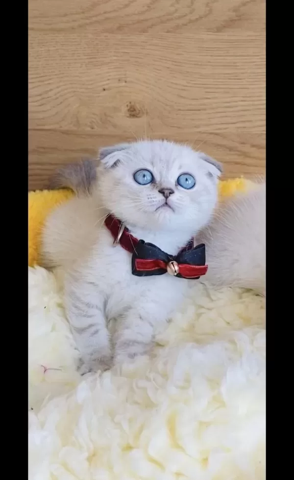 Maviş Lynxpoınt Scotısh Fold Bebeğim