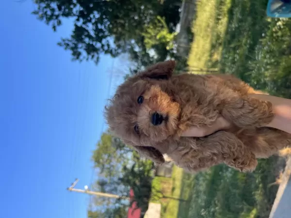 Orjinal Minyatür Toy Poodle Yavrular