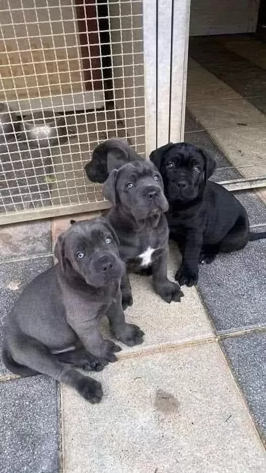 Orjinal Cane Corse Yavrularımız