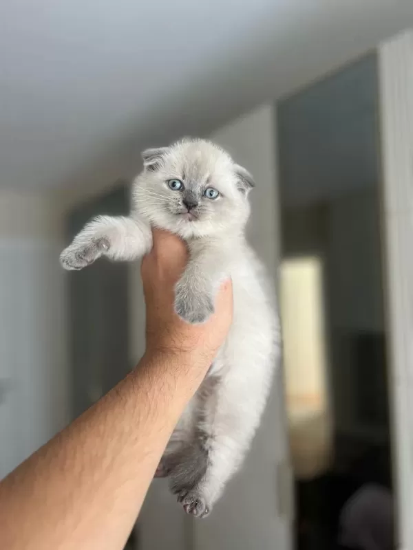 Scottish Fold Blue Point Yavrularim