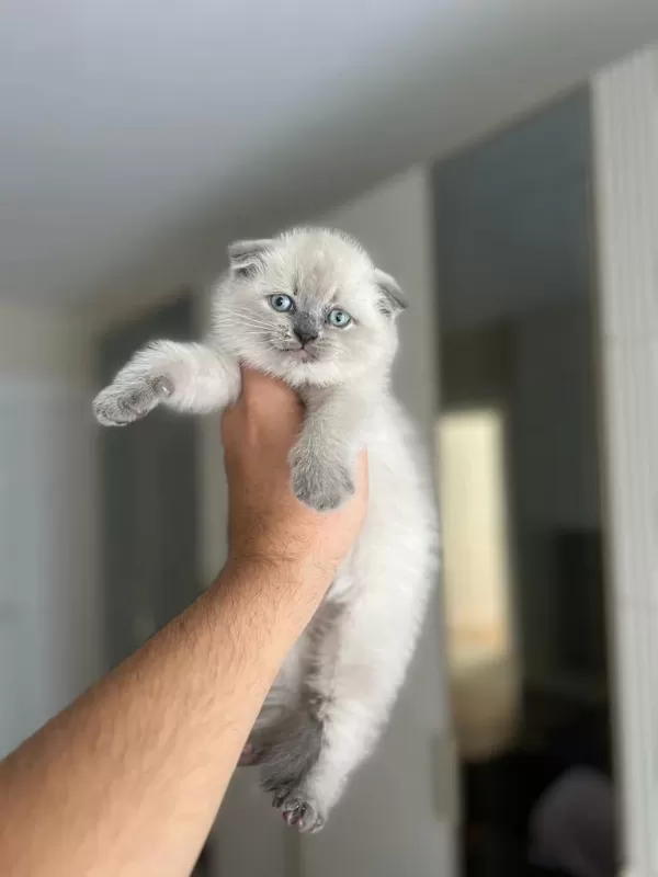 Scottish Fold Blue Point Yavrularim