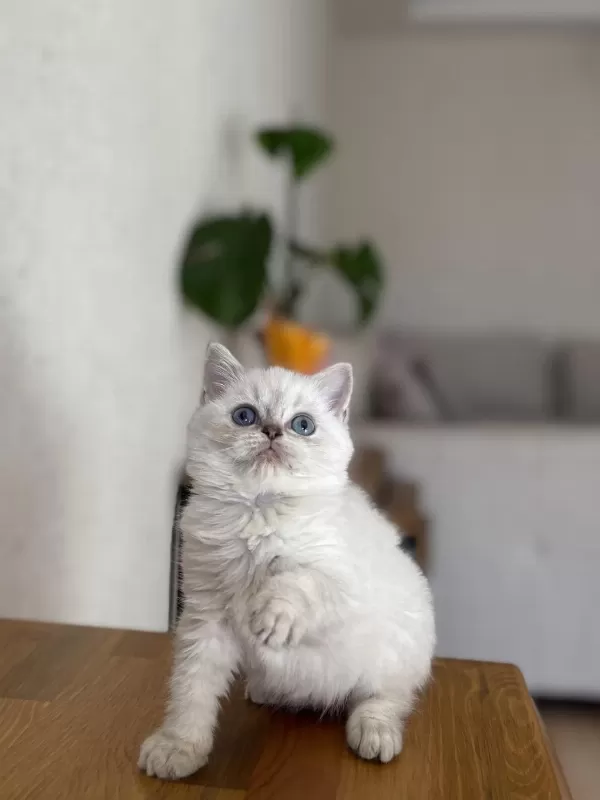 British Shorthair Silver Yavrularim