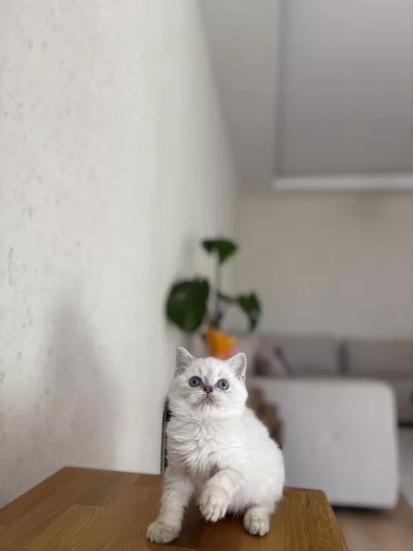 British Shorthair Silver Yavrularim