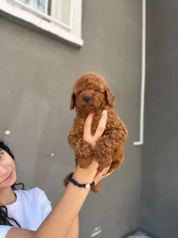 Toy Poodle Bebekleri