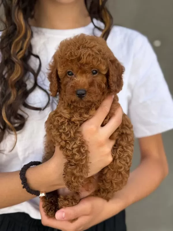 Toy Poodle Bebekleri
