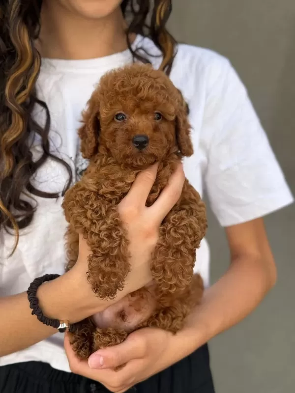 Toy Poodle Bebekleri