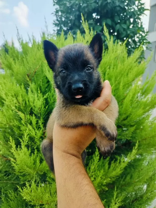 A Kalite Belçika Kurdu Yavruları