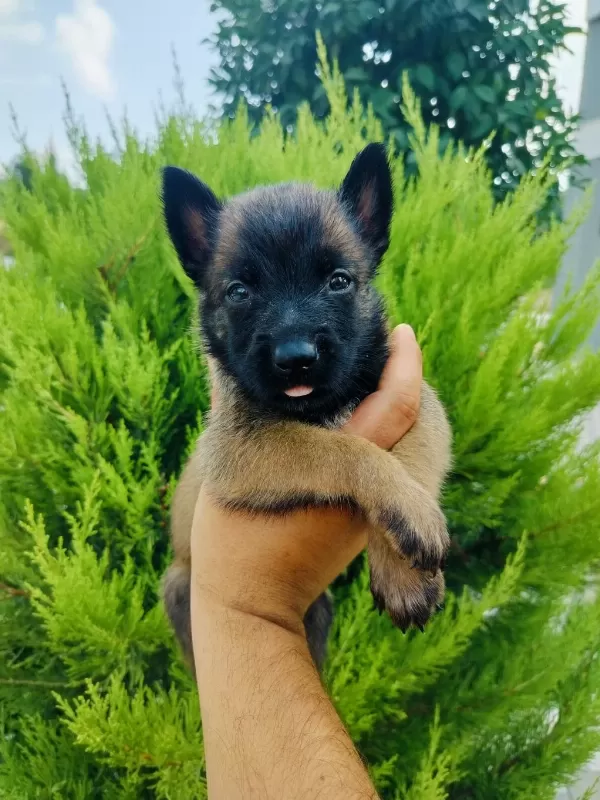 A Kalite Belçika Kurdu Yavruları