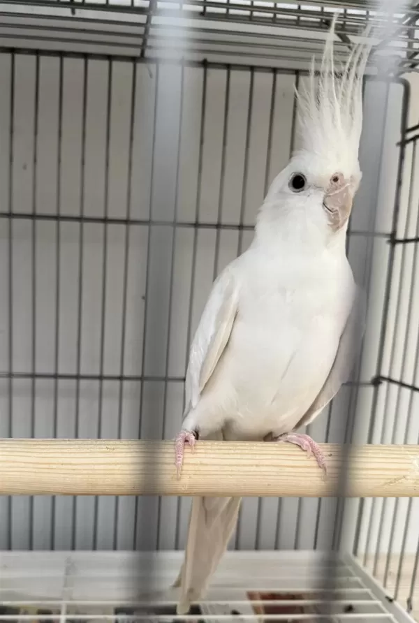 Albino Sultan Papağanımız