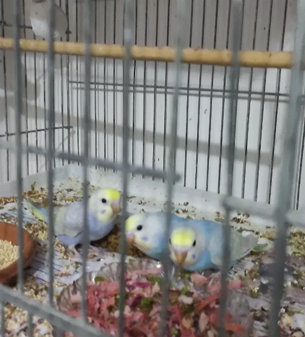 Ele Alıştırmalık Konuşturmalık Yavru Kuşlar Mevcuttur