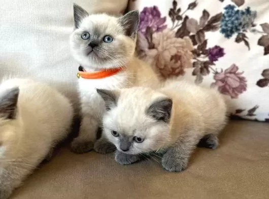 Kedi Dünyasindan Renk Renk British Yavrular Ankara