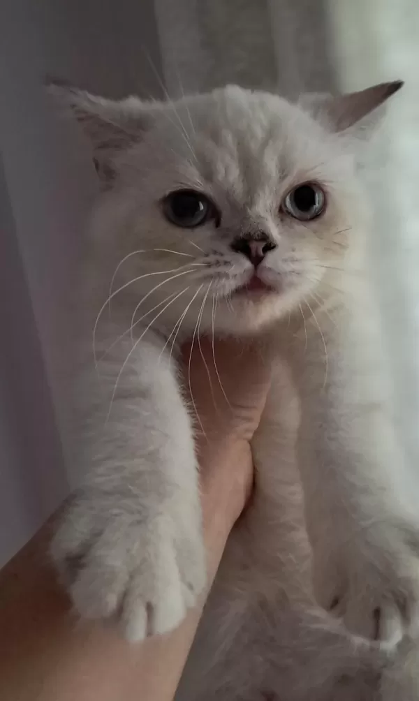 British Shorthair Point Dişi