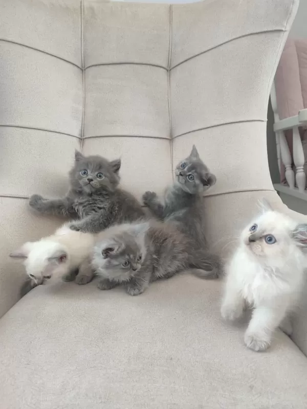Safkan Anne Babadan British Shorthair Ayı Surat Yavrular