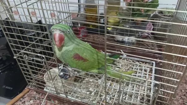 Uygun Yari Evcil Alexander Papağani
