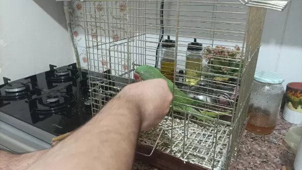 Uygun Yari Evcil Alexander Papağani