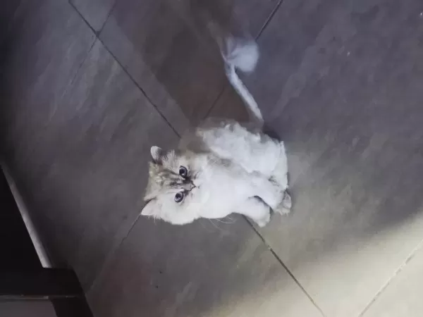 Sahiplendirme Longhair Kedimiz