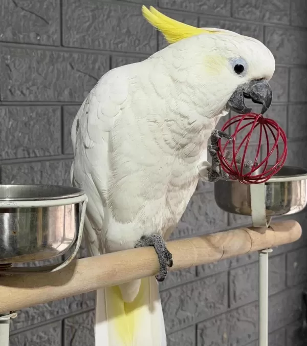 Full Evcil Kakadu Papağanı