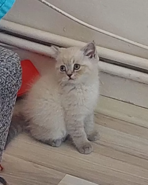 Yavru Kedimi Ona Ömürlük Bakacak Birisine Sahiplendirmek