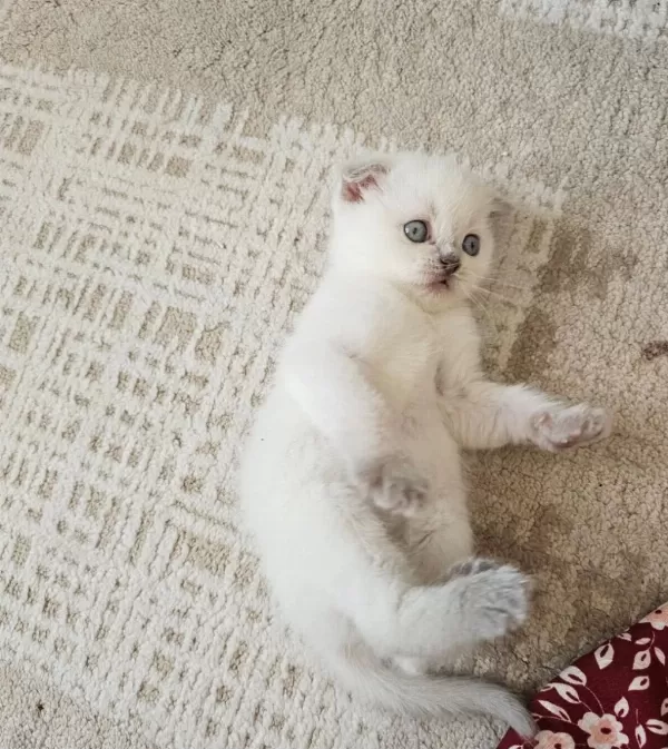 Scottish Fold Yavrum