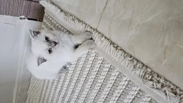 Scottish Fold Yavrum
