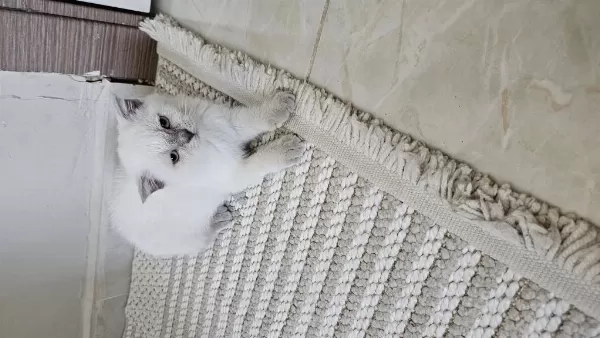 Scottish Fold Yavrum