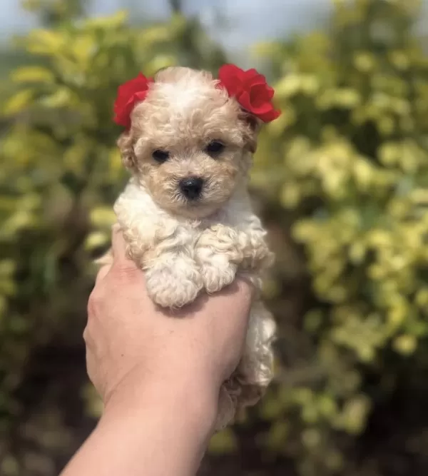 Maltipoo Puppy İrk Sağlık Garantili